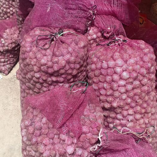 弥渡县独头蒜 云南省大理白族自治州弥渡县 4.5cm以下 新蒜 库外蒜 鲜蒜 