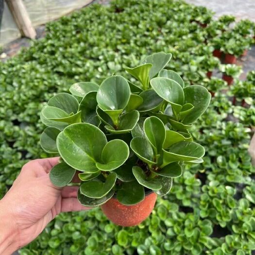 漳平市碧玉盆栽  精品碧玉   叶片常绿  基地直销   一件可发