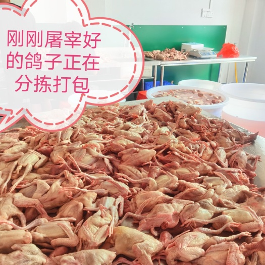 南宁乳鸽白条鸽鸽子全国批发