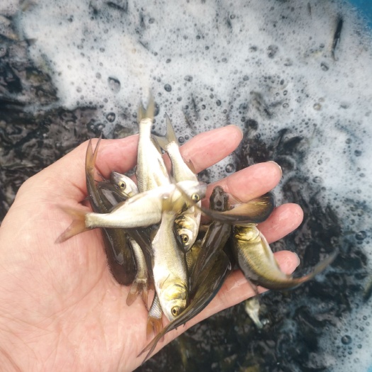 宜宾大头鱼鱼苗  鱼苗花鲢苗 优质鱼种提供养殖技术 支持云贵川渝甘送