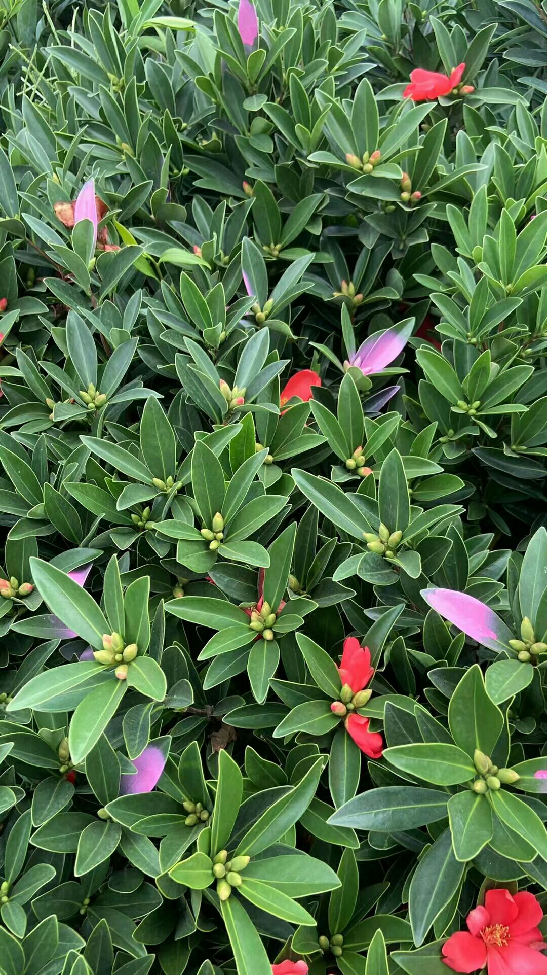 精品四季杜鹃茶 一年四季都可开花的杜鹃茶   基地直销