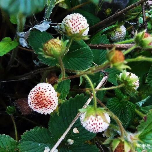 镇巴县白草莓苗白藨苗野草莓