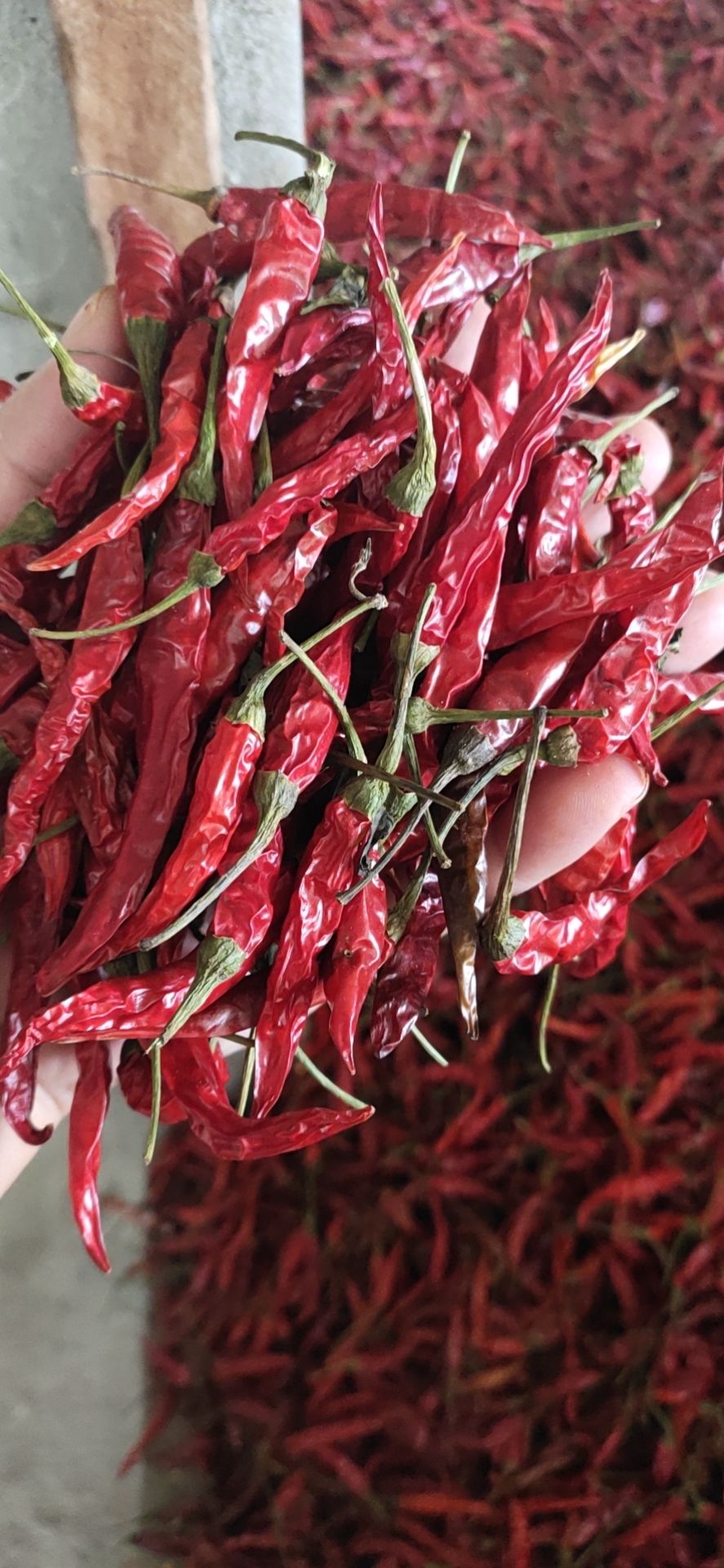 朝天椒干辣椒 缅甸烤椒，中国艳红，质量很好，价钱便宜。