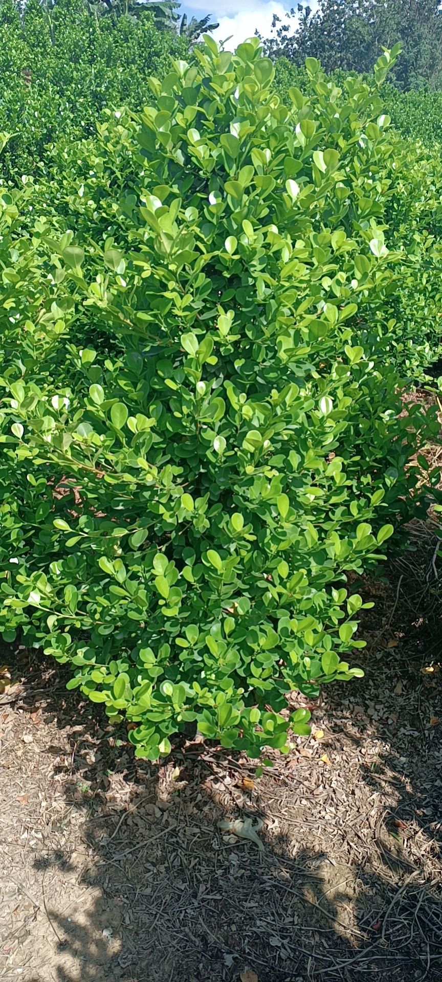  精品火山榕，1米5高，冠幅70公分，