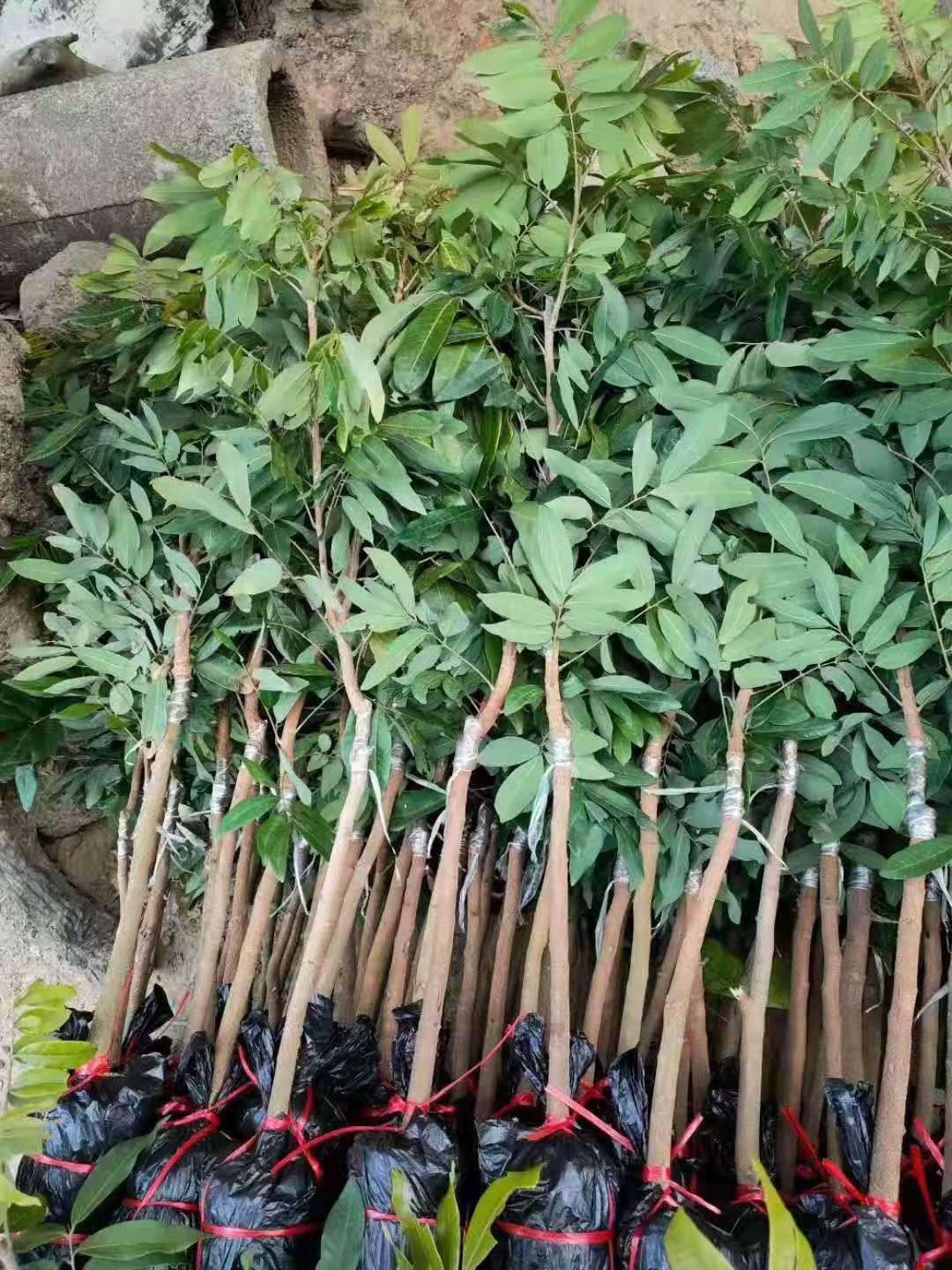 四季蜜龙眼苗  四季龙眼苗 一年四季边结果边开花 带土带叶发货 基地直销