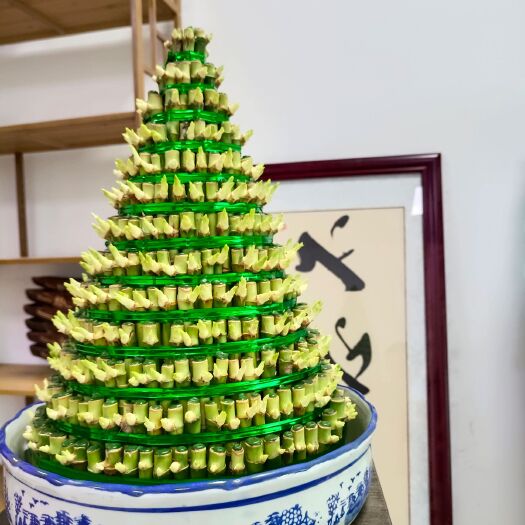 湛江富贵竹塔水养盆栽零售，批发，电商一件代发