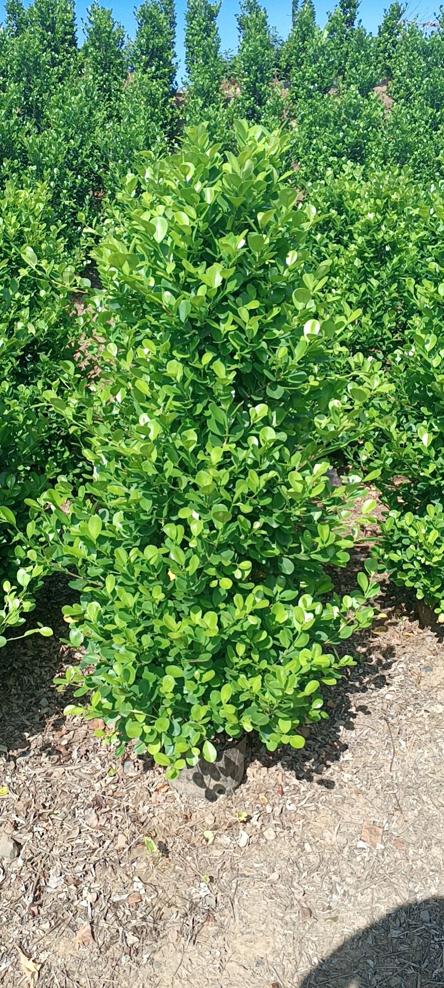  精品火山榕，1米5高，冠幅70公分，