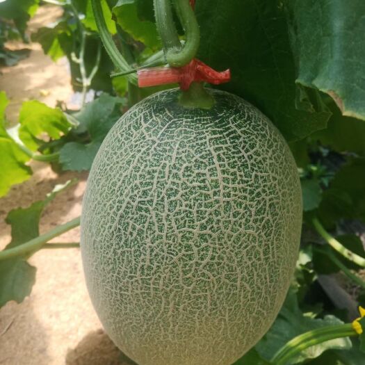 莘县胶蜜25号  耀龙25