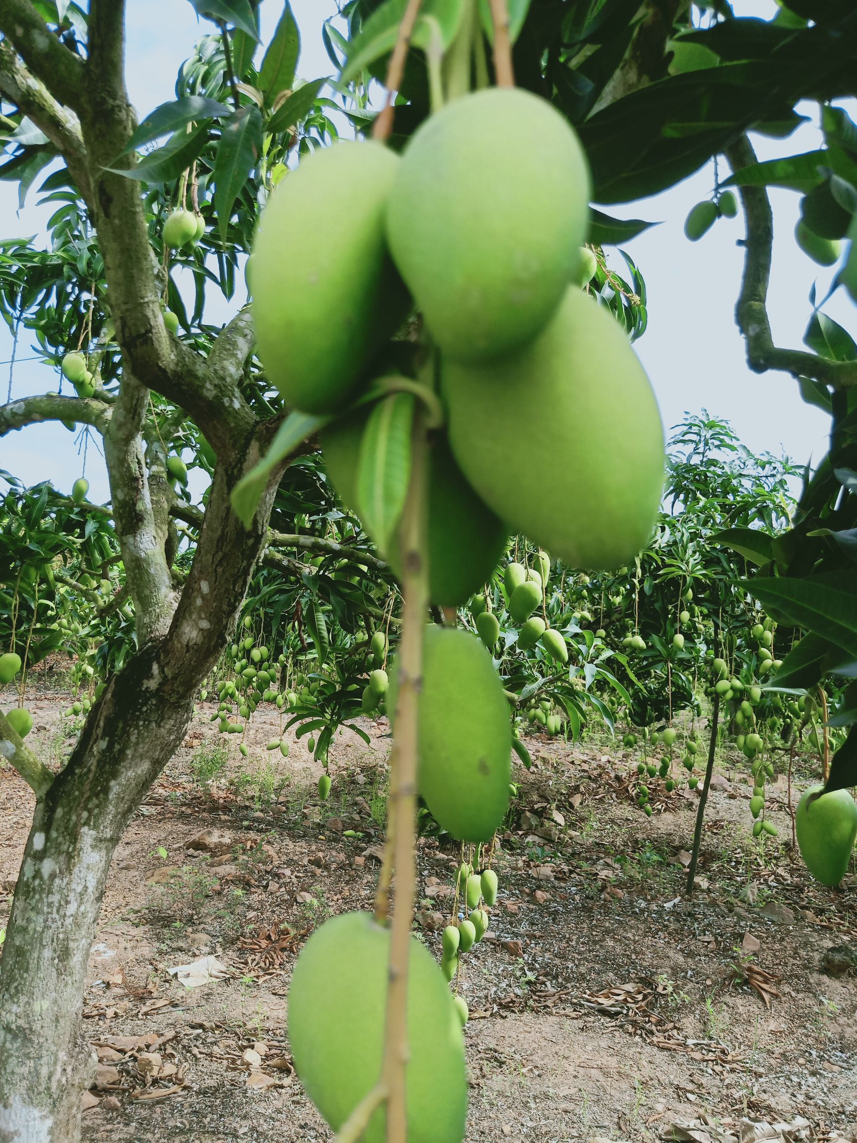 台农芒 台农一级