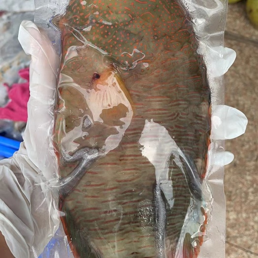 琼海市西沙海鱼，青衣鱼，味道鲜美