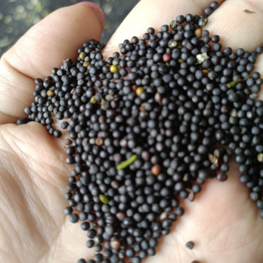 德安县24年高含油油菜籽，出油率高，菜籽，