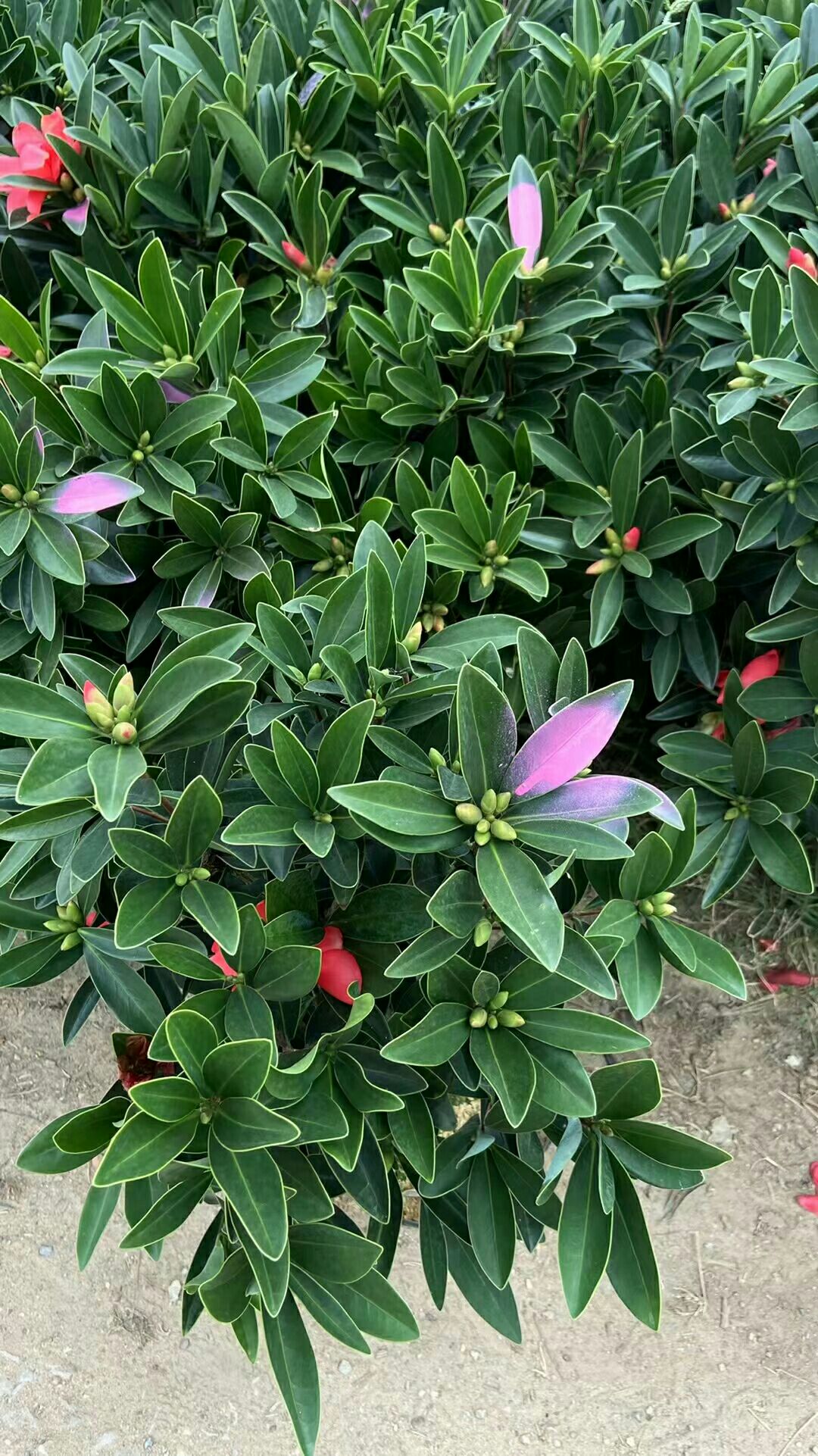 精品四季杜鹃茶 一年四季都可开花的杜鹃茶   基地直销