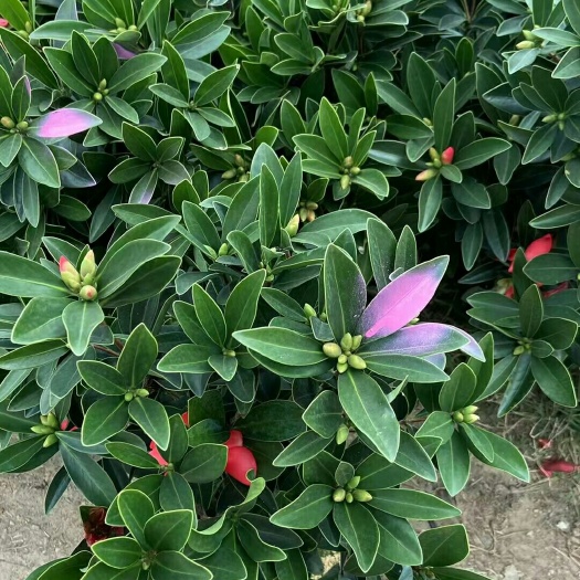 漳平市精品四季杜鹃茶 一年四季都可开花的杜鹃茶   基地直销