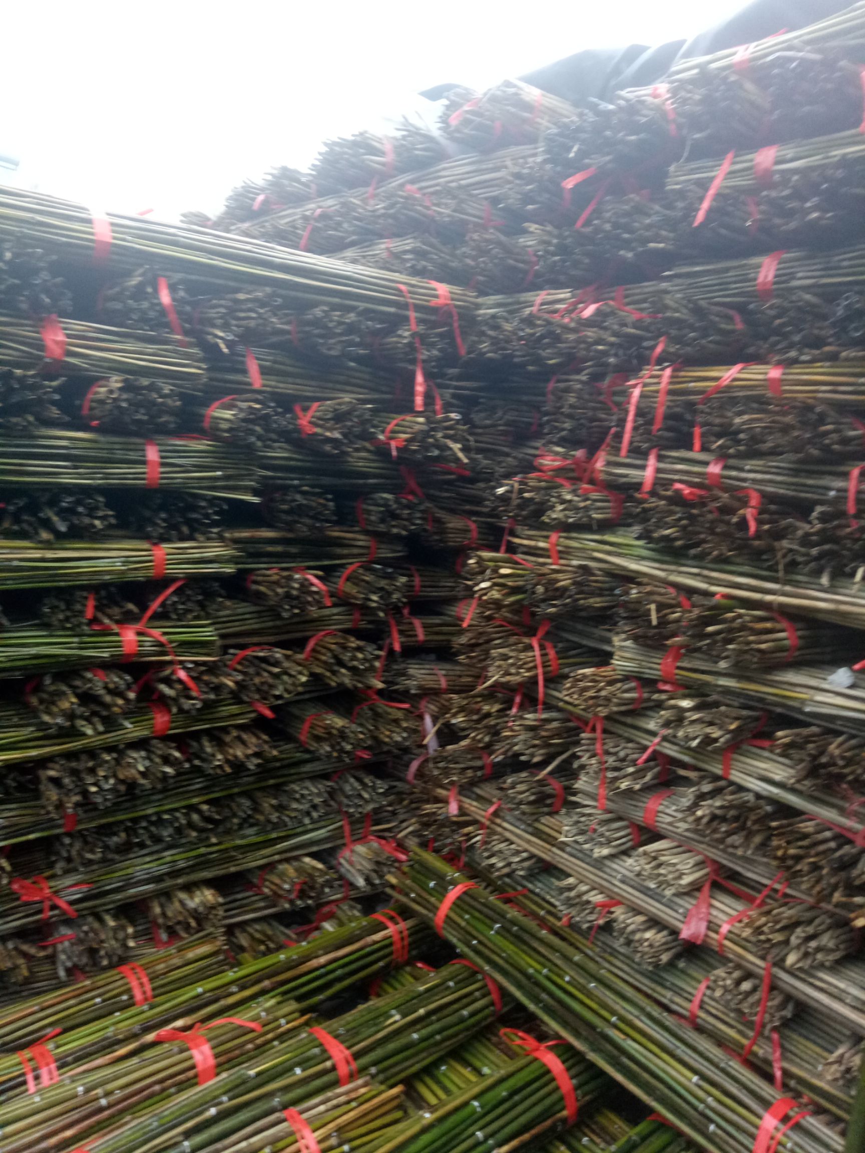 竹竿  菜架竹，2.3米长。