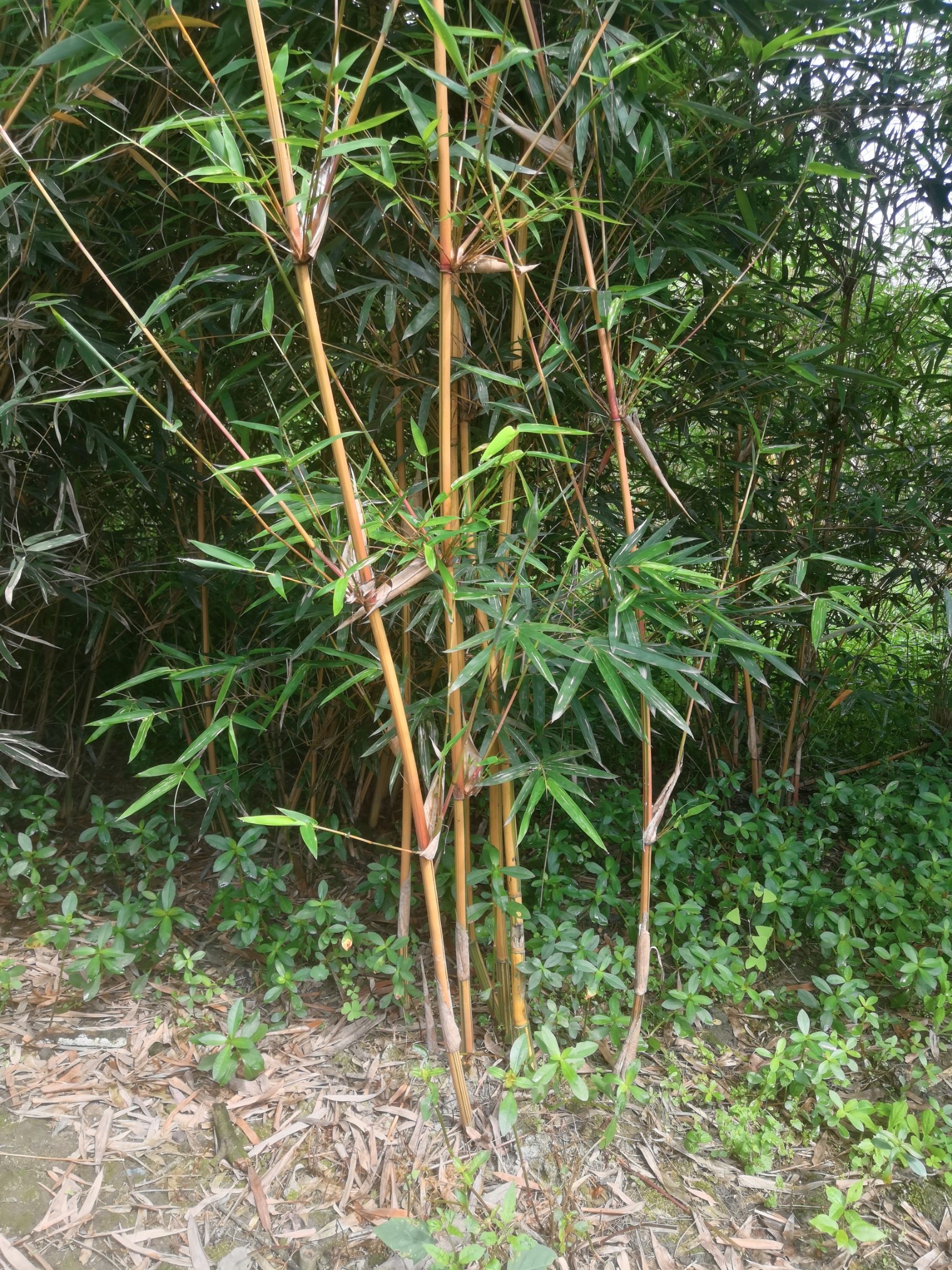 小琴丝竹  琴丝竹销售 琴丝竹批发