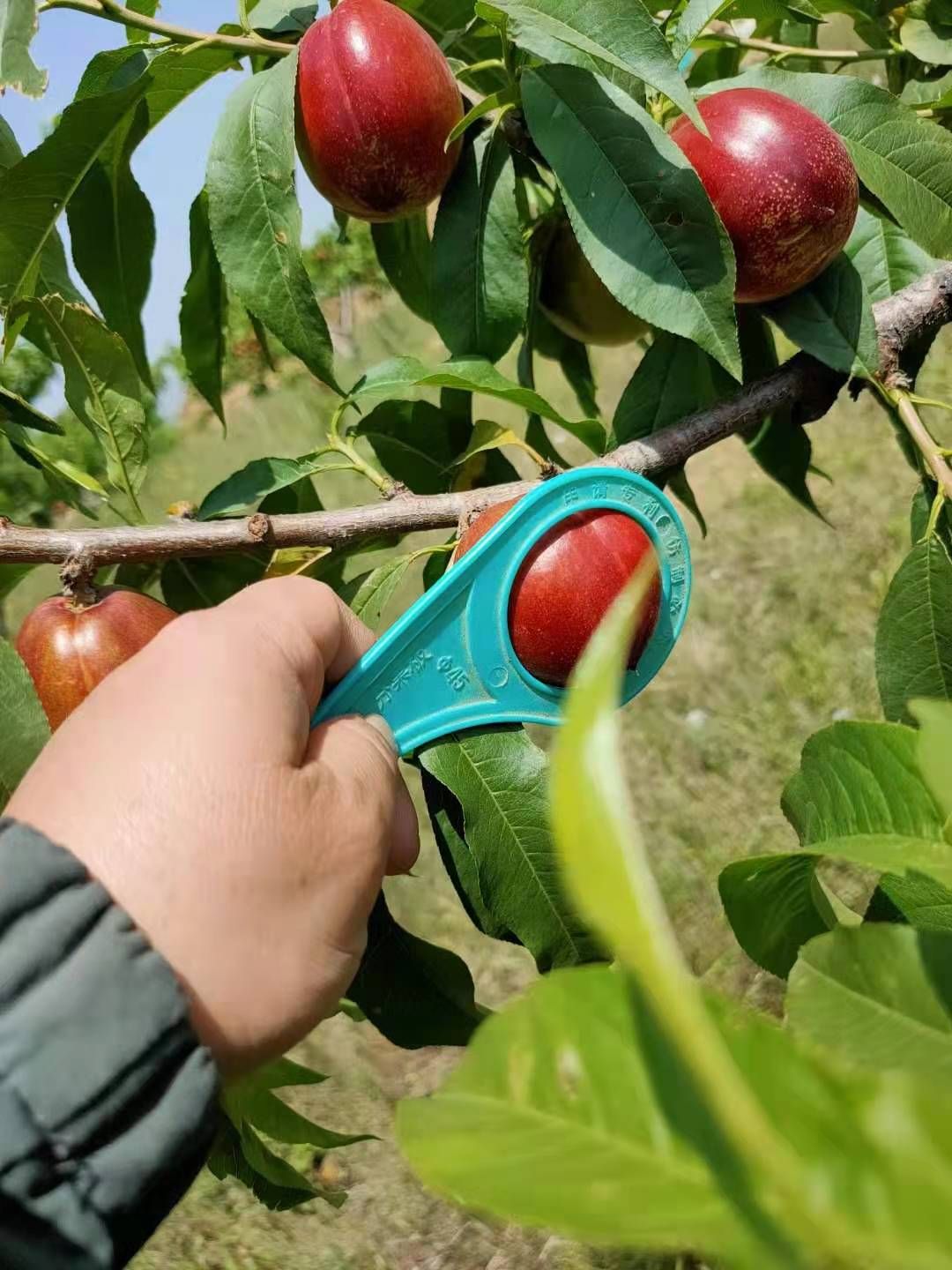 黄油桃  黄心油桃，品种齐全，大量上市，脆甜多汁，现摘现发！