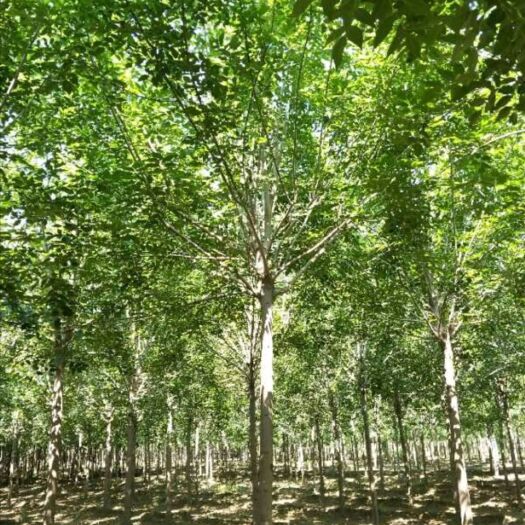  白蜡还要吗？大量给钱就卖
