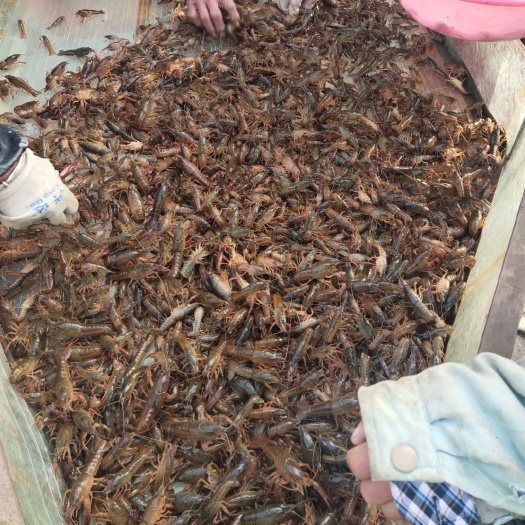 鱼台县 龙虾苗！