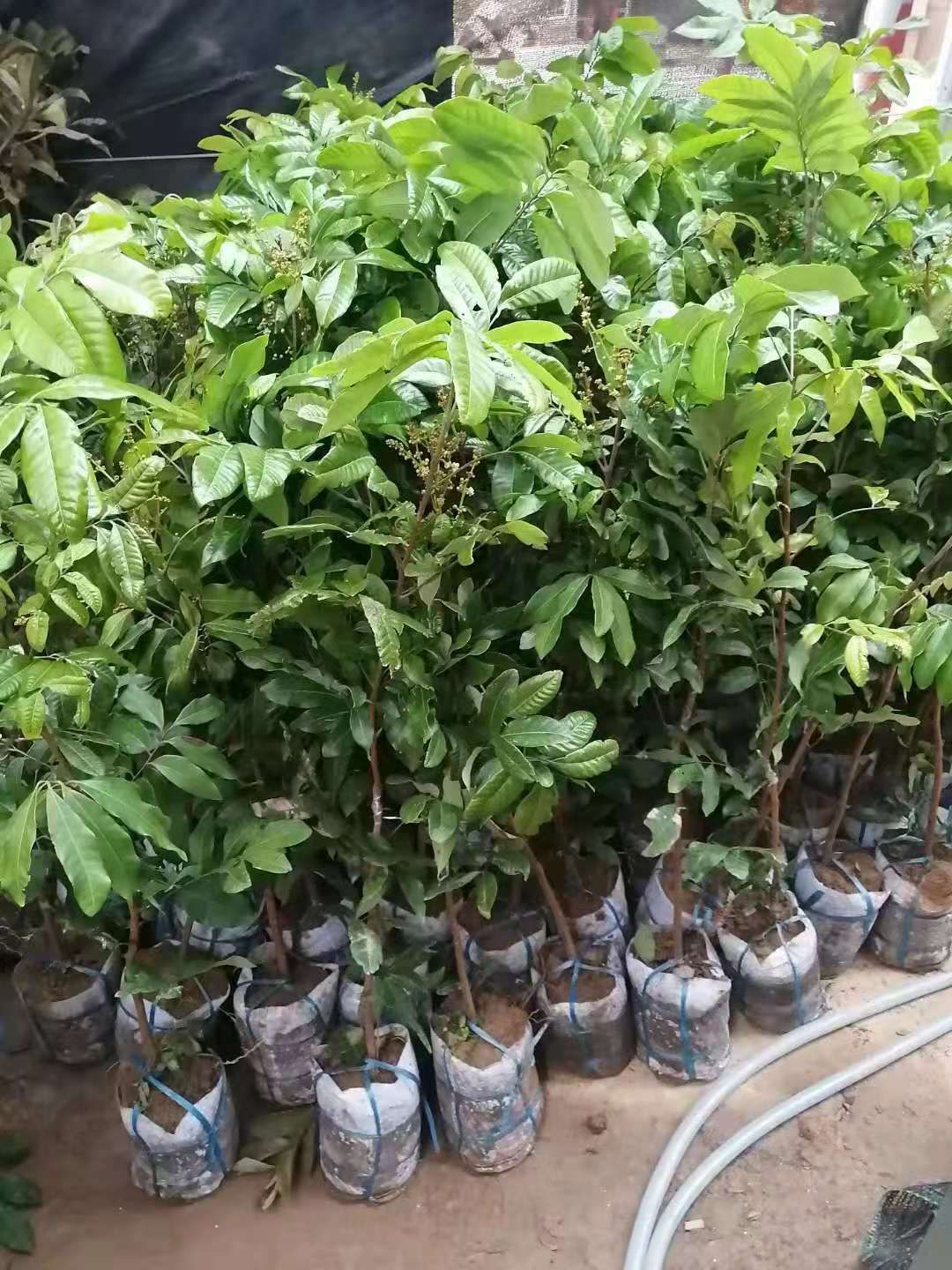 四季蜜龙眼苗  四季龙眼苗 一年四季边结果边开花 带土带叶发货 基地直销