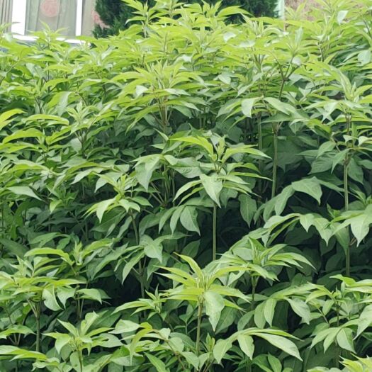 石阡县接骨草