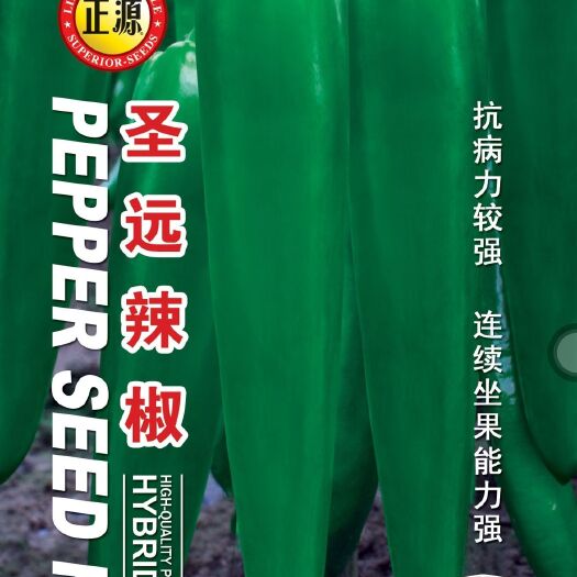圣远尖椒种子，青果绿色，果面平滑，无棱沟，富有光泽