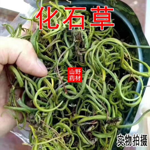 昆明 云南中草药化石草 肾精草 化石草叶500 g包邮