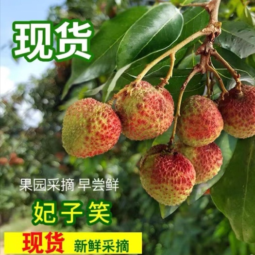 浦北县妃子笑荔枝  广西妃子笑，黑叶荔枝，妃子笑黑叶荔枝