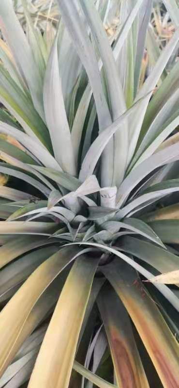 台农17号菠萝苗  优质台农17号凤梨苗，16号凤梨苗