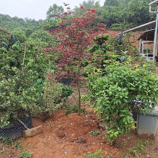长沙枫香树 红枫3至20公分基地批发