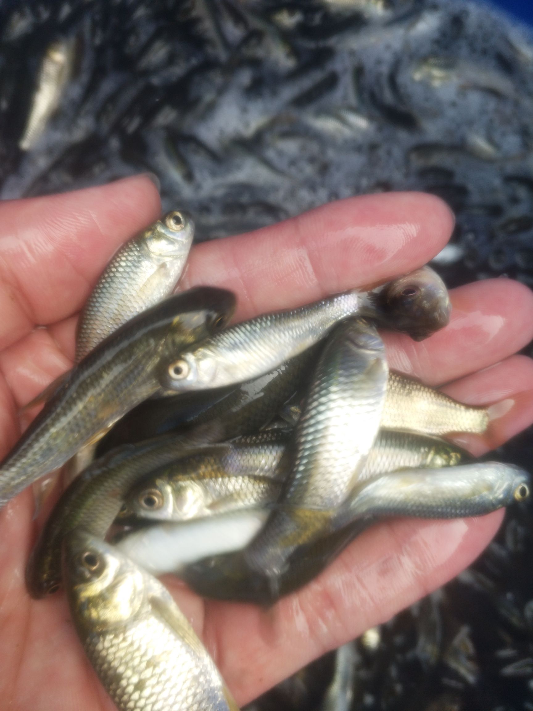 草鱼苗  鱼苗  良种广草3号鱼苗 支持渝云贵川配送包消毒下塘货到付款
