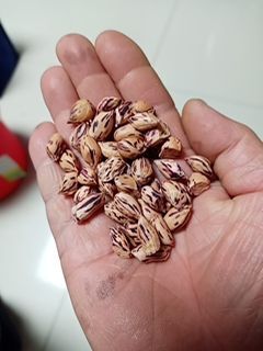 永城市花生种子 七彩花生种