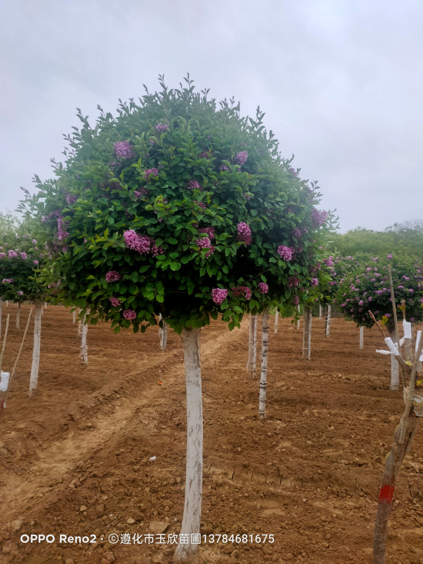 暴馬丁香  香水丁香4/8公分，五一節(jié)盛花期。一處丁香花，十里香襲人。