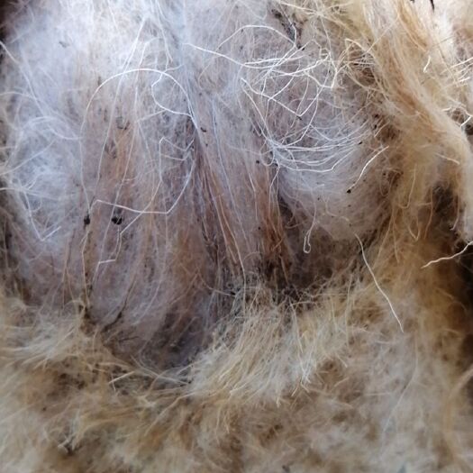 羊毛  新疆伊犁本地粗毛，毛绒细长手感好！