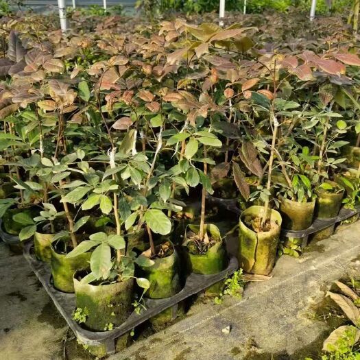 灵山县红壳龙眼苗果树嫁接苗带土带叶发货的广西苗圃直销易种植盆栽庭院