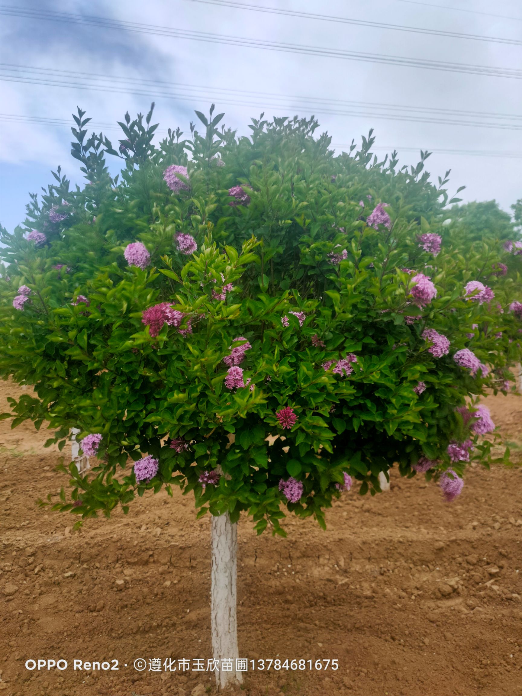 暴馬丁香  香水丁香4/8公分，五一節(jié)盛花期。一處丁香花，十里香襲人。