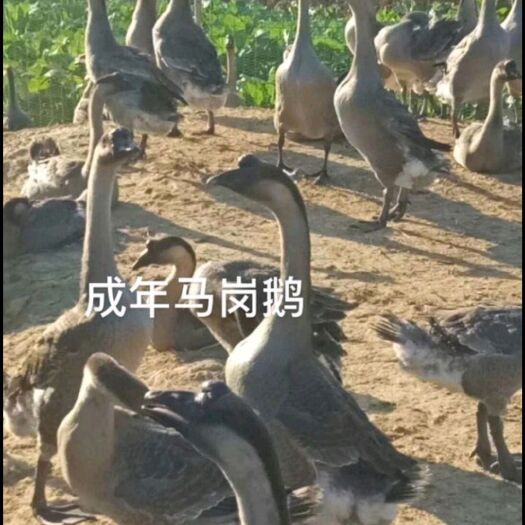 广州马岗鹅苗【厂家直销 品种保证 量大从优 包疫苗】