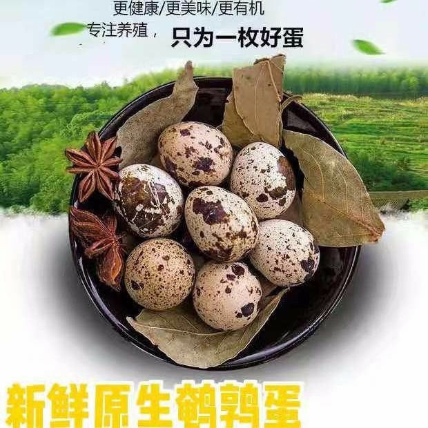 鹌鹑蛋新鲜生鲜的农家正宗杂粮喂养老人宝宝辅食产地直发