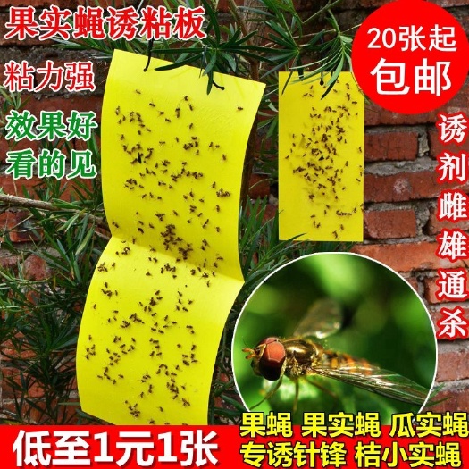 曹县诱虫板  瓜果实蝇粘胶板果蝇贴诱捕器针蜂诱捕贴大小实蝇粘板果园粘虫板