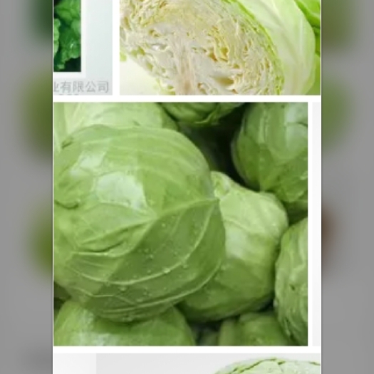 邯郸包尖白菜 蔬菜