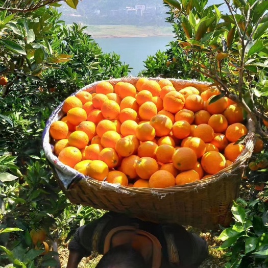 秭归县 伦晚脐橙，夏橙，水分充足  大量采摘