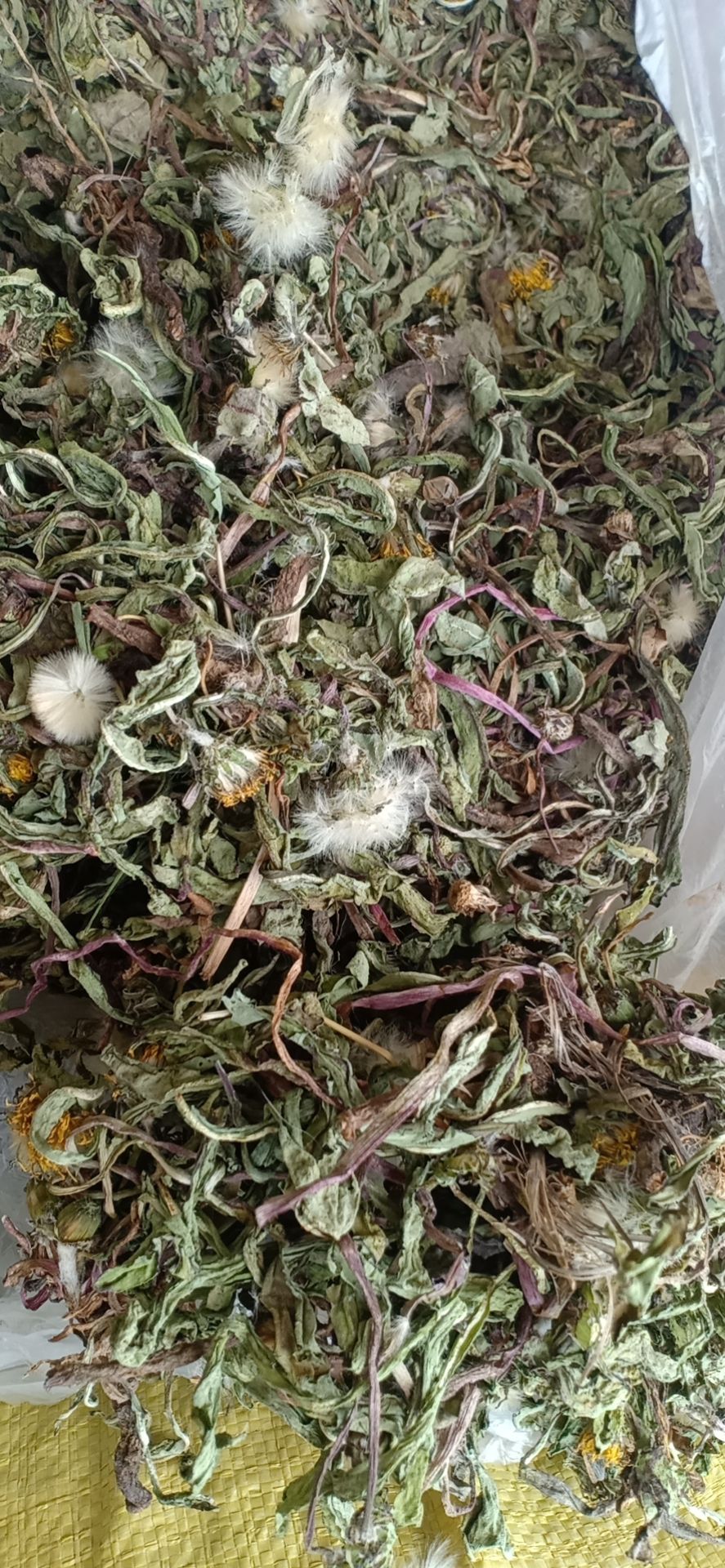 蒲公英茶  沂蒙山区里的优质蒲公英，产地直销，都是早期货
