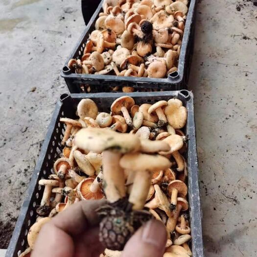 襄樊 松树菌，有没有老板要的，我这有货