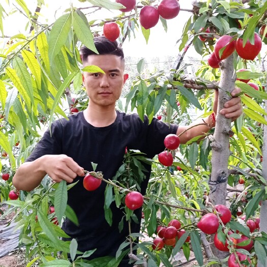 砀山县中油27号油桃苗  中油27（丑香蜜）2019年新品种，最早