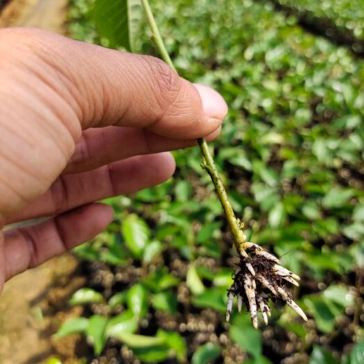 肥城市吉塞拉樱桃苗  吉塞拉6号樱桃砧木苗，吉塞拉矮化小苗穴盘苗，