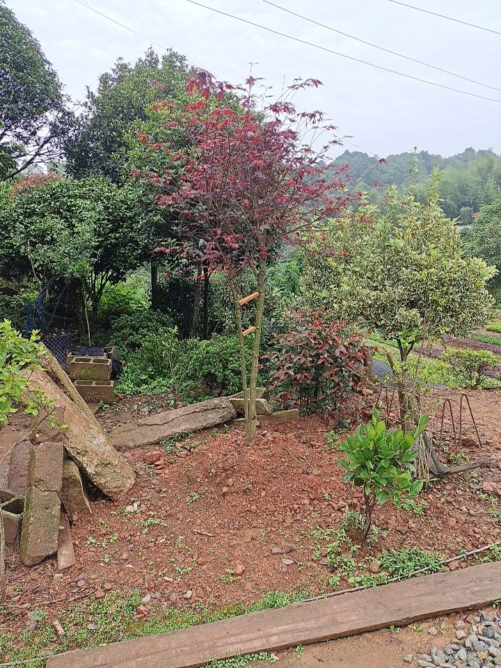 枫香树 红枫3至20公分基地批发