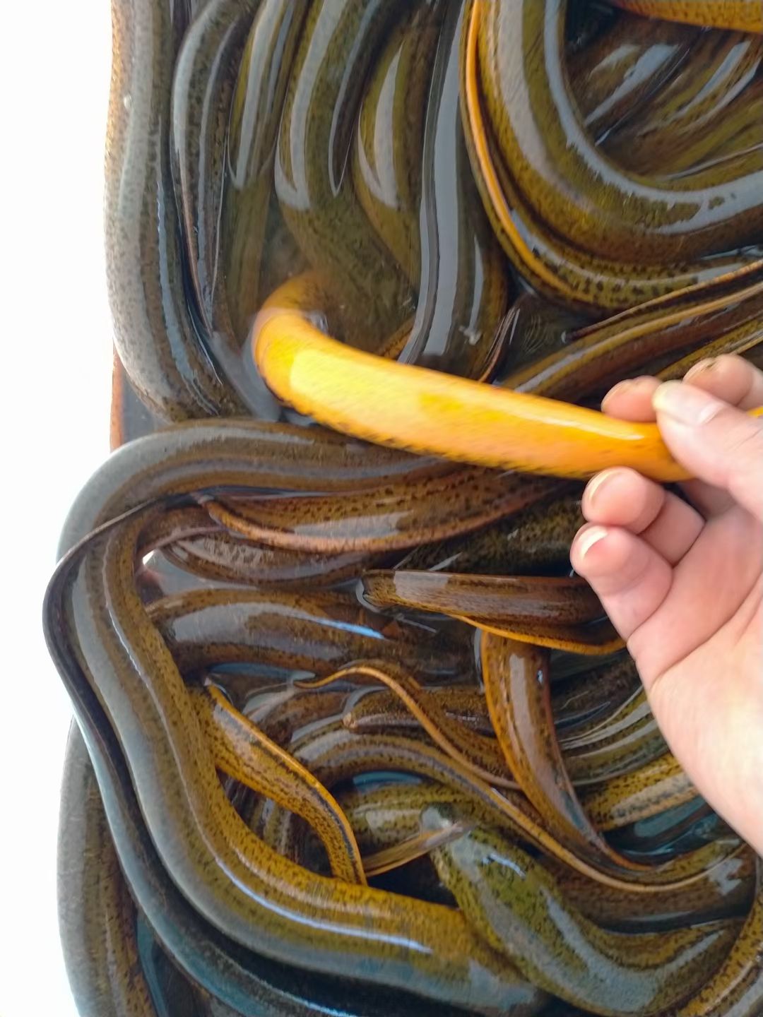 黄鳝  鳝鱼，稻谷田，沟渠货（统货）