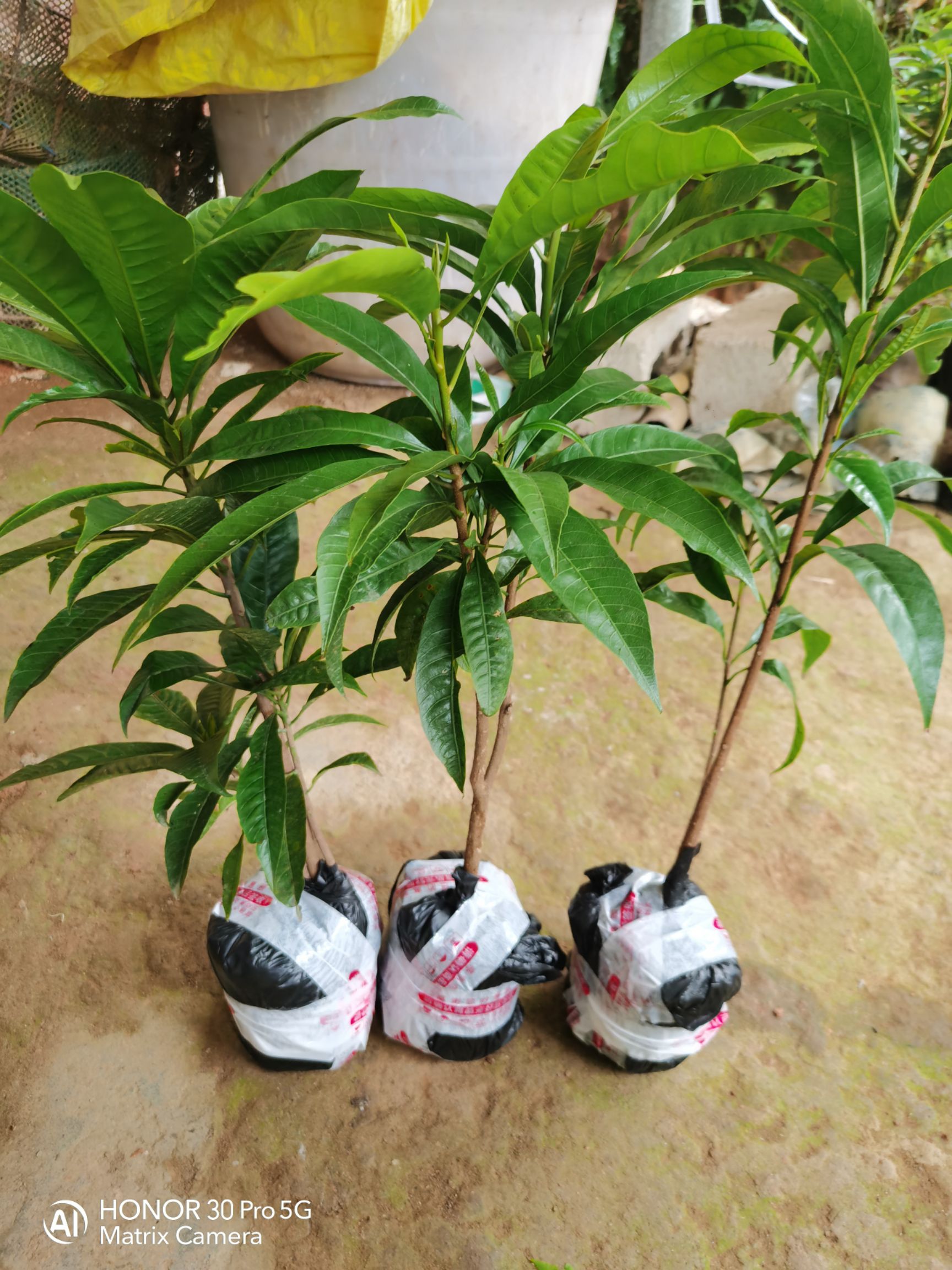 蛋黄果苗 树蛋果苗  鸡蛋果苗，带杯发货