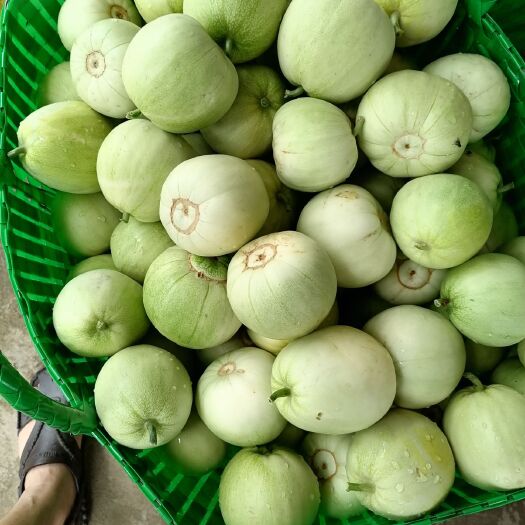 宾阳县 广西甜南宁甜瓜大量上市，价格美丽