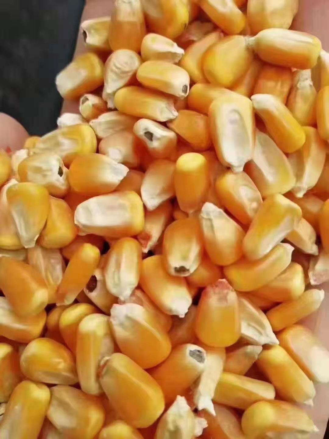 干玉米粒