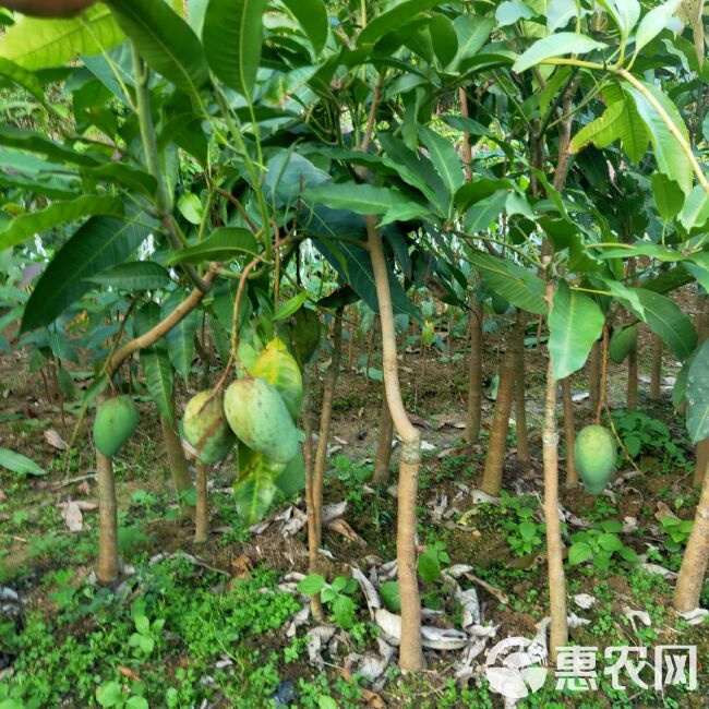 四季芒果苗  一年四季都可开花结果，有营养杯苗，1到5公分大